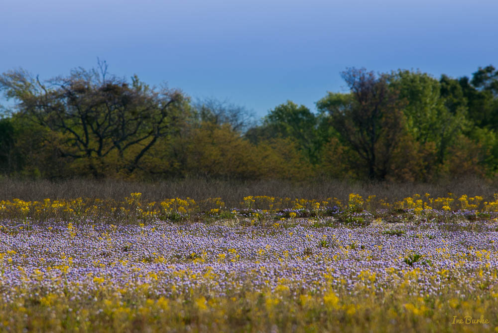 VZC Spring-160329-162_0006