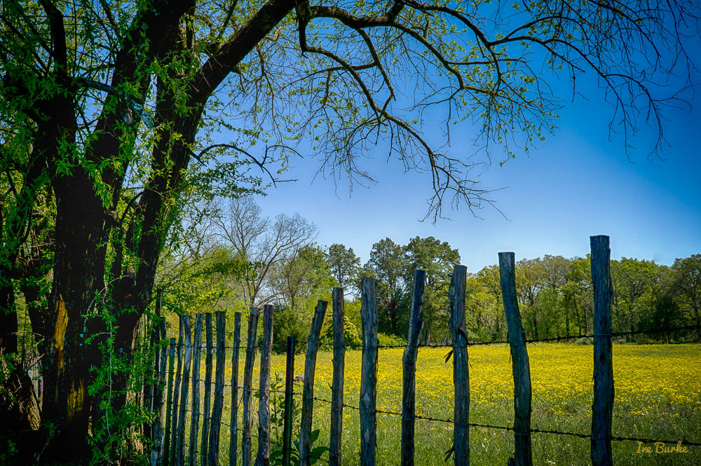 VZC Spring-160331-L1013047