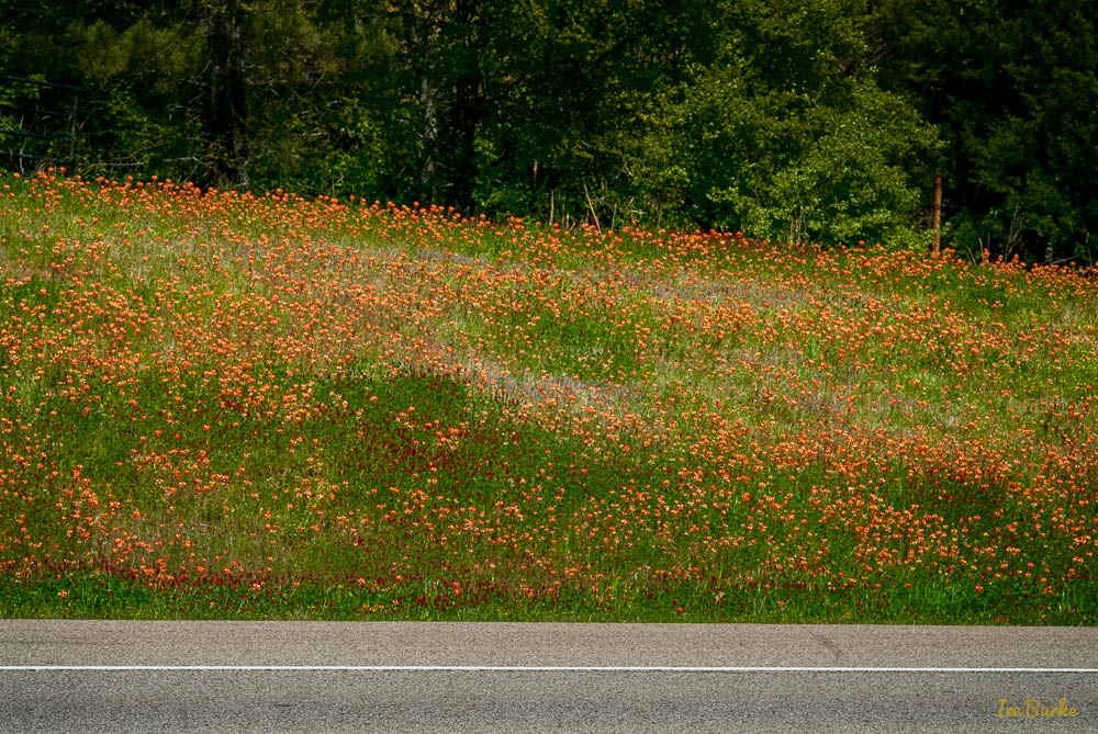 VZC Spring-160402-163_0040