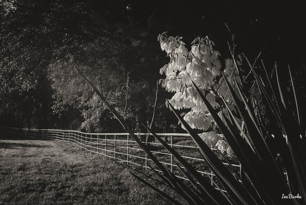 First Day Fall 2016 Century Plant