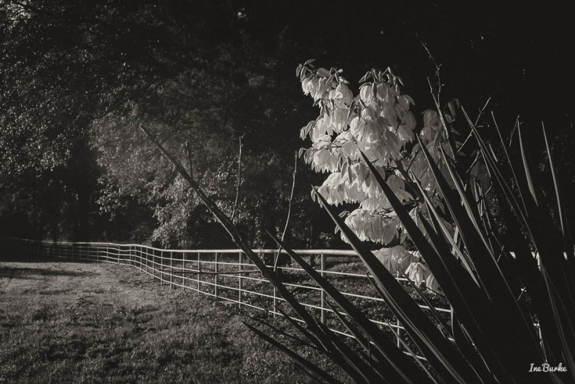 First Day Fall 2016 Century Plant